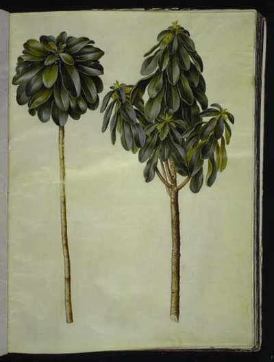 Daphne laureola (laurel-daphne) de Hans Simon Holtzbecker