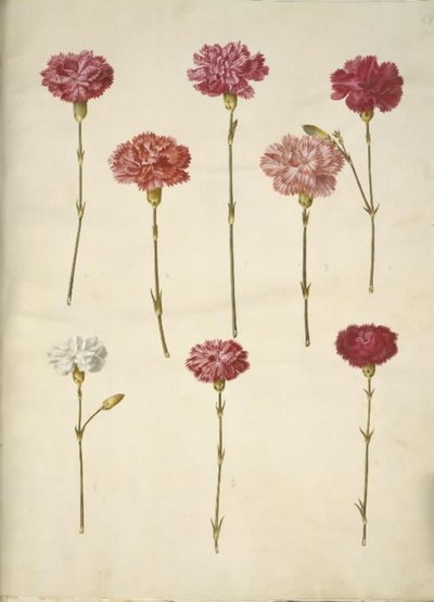 Dianthus caryophyllus (cravo de jardim) de Hans Simon Holtzbecker