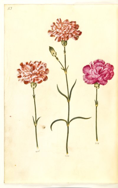 Dianthus caryophyllus (cravo de jardim) de Hans Simon Holtzbecker