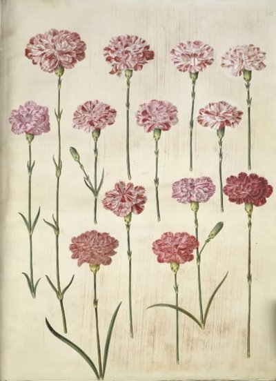 Dianthus caryophyllus (cravo de jardim) de Hans Simon Holtzbecker