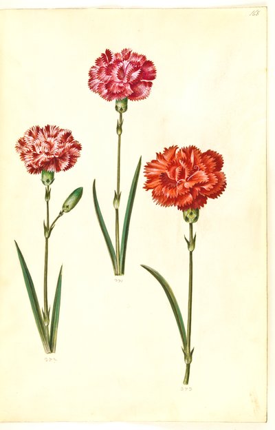 Dianthus caryophyllus (cravo de jardim) de Hans Simon Holtzbecker