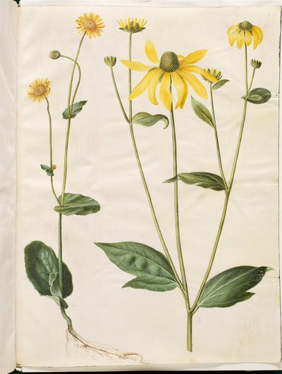 Doronicum pardalianches (hjertebladet gemserod); Rudbeckia laciniata (fliget solhat) de Hans Simon Holtzbecker