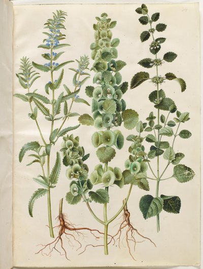 Dracocephalum moldavica (cabeça de dragão da Moldávia); Moluccella spinosa (torre copo funil); Melissa officinalis (erva-cidreira) de Hans Simon Holtzbecker