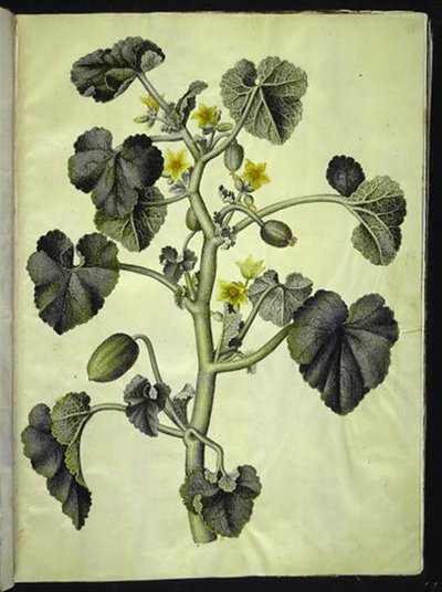 Ecballium elaterium de Hans Simon Holtzbecker