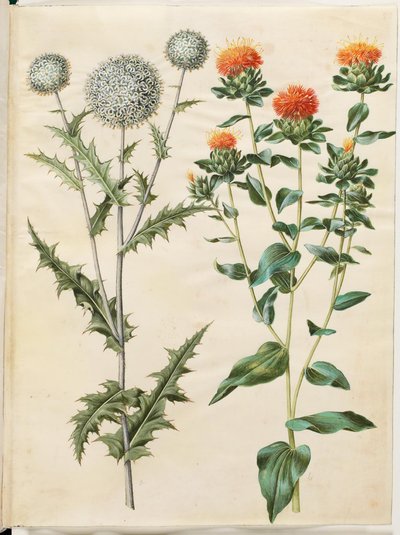Echinops sphaerocephalus (almindelig tidselkugle); Tingimento de cártamo (gul saflortidsel) de Hans Simon Holtzbecker