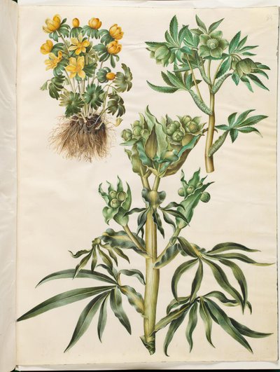 Eraneste inverno (ter sido); Helleborus verde (grøn nyserod); Helleborus stinkus (nyserod fedorento) de Hans Simon Holtzbecker