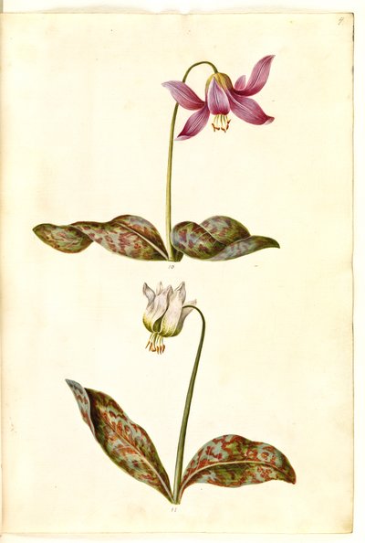 Erythronium dens-canis (dente de cachorro verdadeiro) de Hans Simon Holtzbecker