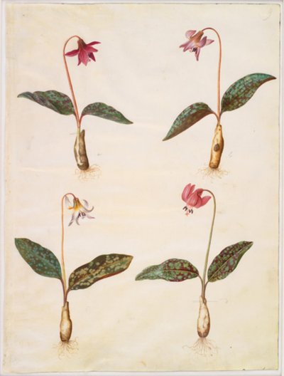 Erythronium dens-canis (dente de cachorro verdadeiro) de Hans Simon Holtzbecker