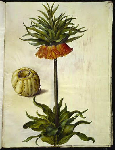 Fritillaria imperialis (imperador da coroa) de Hans Simon Holtzbecker