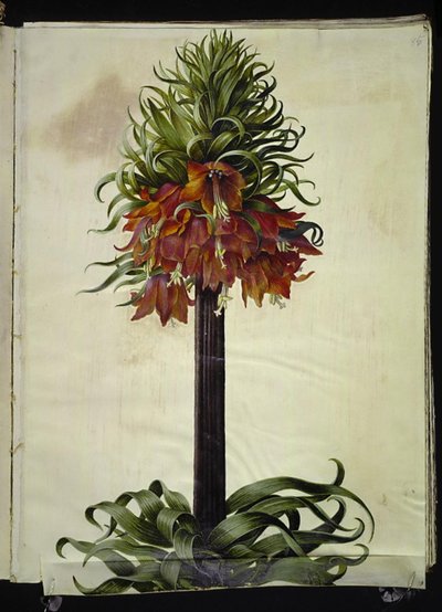 Fritillaria imperialis (imperador da coroa) de Hans Simon Holtzbecker
