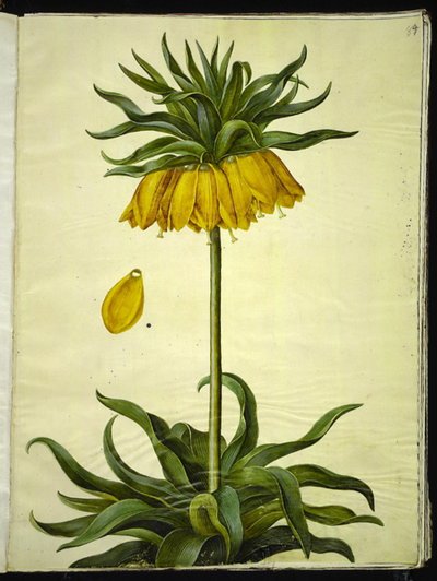 Fritillaria imperialis (imperador da coroa) de Hans Simon Holtzbecker