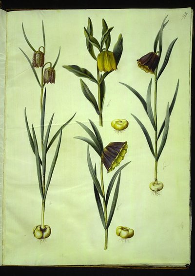 Fritillaria meleagris (ovo de víbora comum); Fritillaria aurea ou Fritillaria tubiformis & moggridgei (ovos de vibração); Fritillaria montana de Hans Simon Holtzbecker