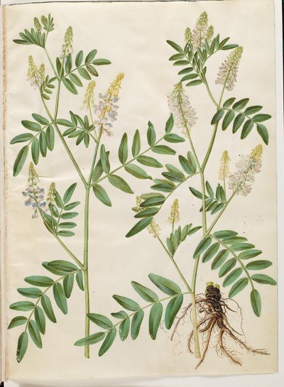 Galega officinalis (pod do médico) de Hans Simon Holtzbecker