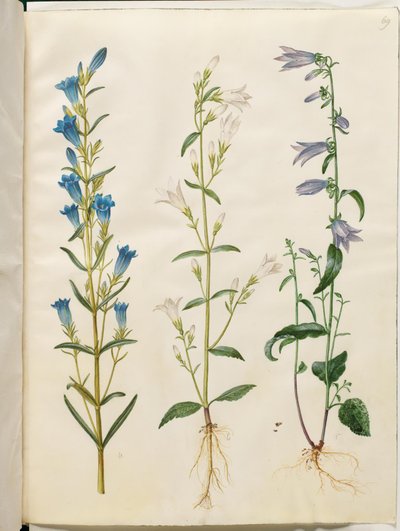 Gentiana pneumonanthe (genciana de sino); Campanula patula (sino do prado); Campanula rapunculoides (sino unilateral) de Hans Simon Holtzbecker