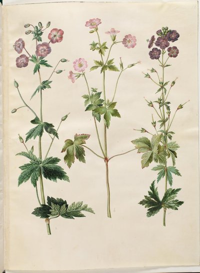 Geranium phaeum (bico de cegonha com coroa de ondas); Geranium versicolor (conta de cegonha líquida) de Hans Simon Holtzbecker