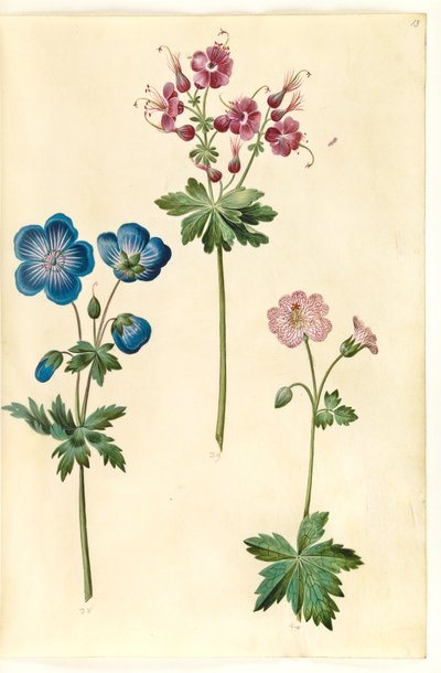Geranium pratense (bico de cegonha do prado); Geranium phaeum (bico de cegonha com coroa de ondas); Geranium versicolor (conta de cegonha líquida) de Hans Simon Holtzbecker