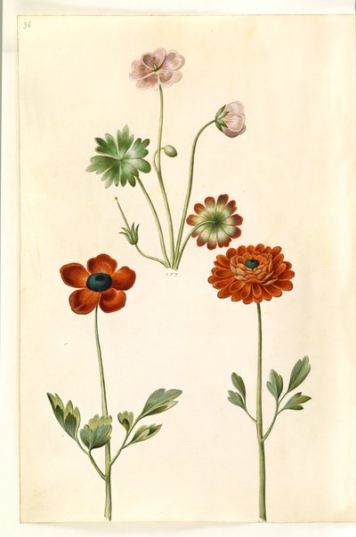 Geranium sanguineum striatum (stribet storkenæb); Ranunculus asiatica (ter-ranunkel) de Hans Simon Holtzbecker
