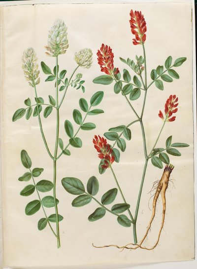 Hedysarum coronarium (trevo vermelho) de Hans Simon Holtzbecker