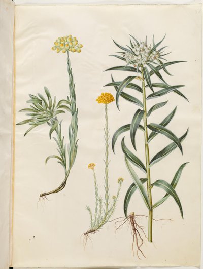 Helichrysum orientale (arbusto perene); Helichrysum Stoechas (fedorenta flor eterna); Anaphalis margaritacea (cesto de pérolas comum) de Hans Simon Holtzbecker