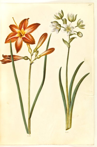 Hemerocallis fulva (brun daglije); Ornithogalum arabicum (mælkestjerne) de Hans Simon Holtzbecker