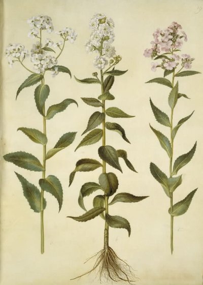 Hesperis matronalis (estrela da noite comum) de Hans Simon Holtzbecker