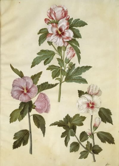 Hibiscus syriacus (rosa síria) de Hans Simon Holtzbecker