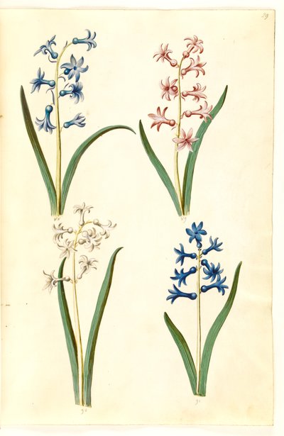 Jacinto Oriental (Jacinto Almindelig) de Hans Simon Holtzbecker
