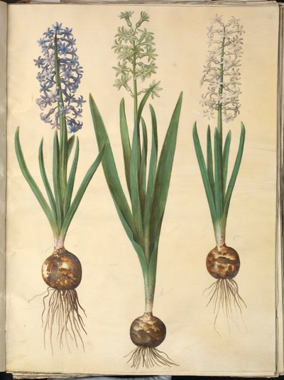 Jacinto Oriental (Jacinto Almindelig) de Hans Simon Holtzbecker