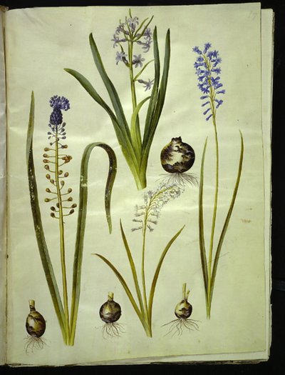 jacinto oriental (almindelig hyacint); Muscari comosum (duskyacint); Brimeura amethystina (azul pireneus) de Hans Simon Holtzbecker