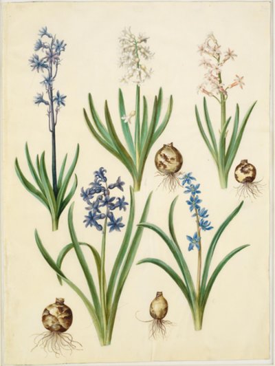 jacinto oriental (almindelig hyacint); bela skilla (himmelblå skilla) de Hans Simon Holtzbecker
