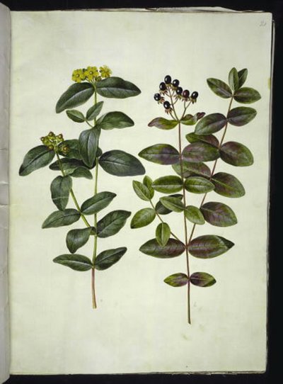 Hypericum androsaemum (erva de São João) de Hans Simon Holtzbecker