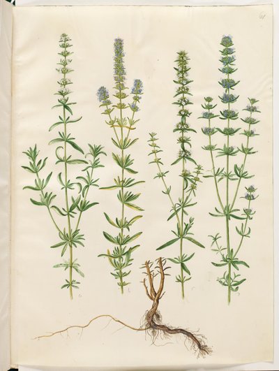 Hyssopus officinalis (hissopo verdadeiro) de Hans Simon Holtzbecker