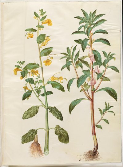 Impatiens noli-tangere (bálsamo de primavera); Impatiens balsamina (have-balsam) de Hans Simon Holtzbecker