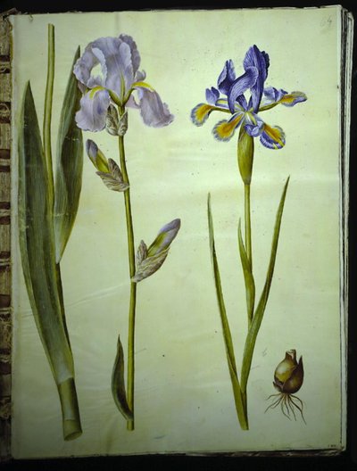 Iris ×germanica (have-iris); Íris (íris spansk) de Hans Simon Holtzbecker