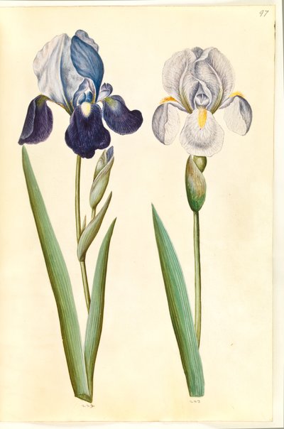Iris ×germanica ou Iris ×sambucina (?) (íris de jardim ou íris de prateleira); Iris × germanica (íris de jardim) de Hans Simon Holtzbecker