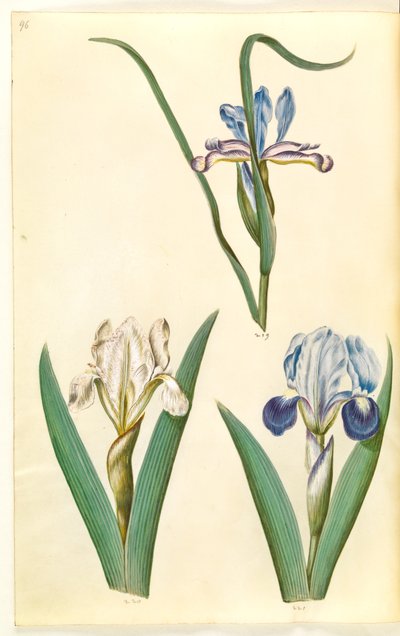 Iris graminea (íris com folhas de grama); Iris lutescens ou Iris pumila (?) (íris anã ou íris baixa) de Hans Simon Holtzbecker