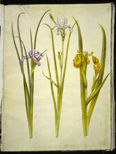 grama de íris (gæsbladet iris); íris siberiana (íris de sibirisco); Iris pseudocorus de Hans Simon Holtzbecker
