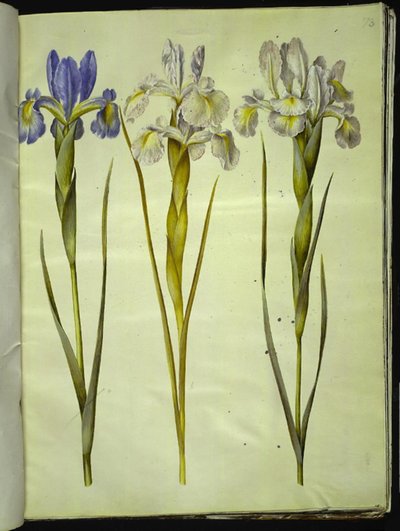 Iris latifolia (Iris inglesa) de Hans Simon Holtzbecker