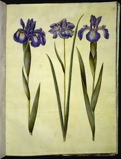 Iris latifolia (Iris inglesa); Iris sibirica (íris siberiana) de Hans Simon Holtzbecker