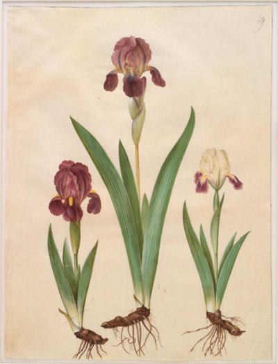 Iris ×lurida (íris-híbrido) de Hans Simon Holtzbecker