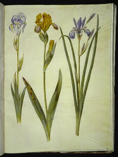 íris pálida (íris bleg); íris variegada (íris de broget); íris siberiana de Hans Simon Holtzbecker