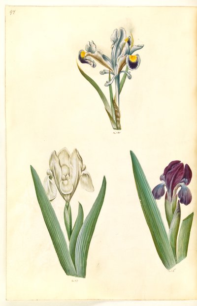 Iris persica (íris persa); Iris lutescens ou Iris pumila (?) (íris anã ou íris baixa) de Hans Simon Holtzbecker