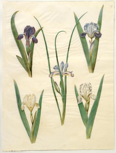 Iris pumila (íris baixa) ou Iris lutescens (íris anã); Iris graminea (íris de folha de grama) de Hans Simon Holtzbecker