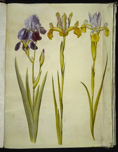 Íris ×sambucina (íris de prateleira); Iris latifolia (Iris inglesa) de Hans Simon Holtzbecker