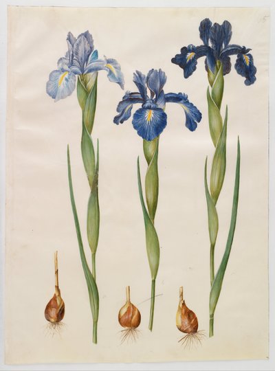 Iris xiphioides de Hans Simon Holtzbecker