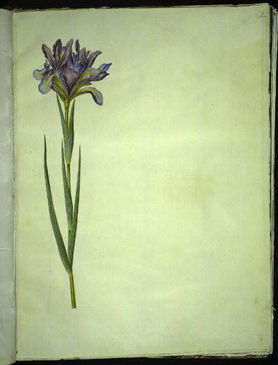 Iris xiphium (íris espanhola) de Hans Simon Holtzbecker