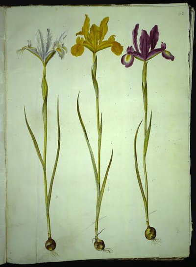 Iris xiphium (íris espanhola) de Hans Simon Holtzbecker