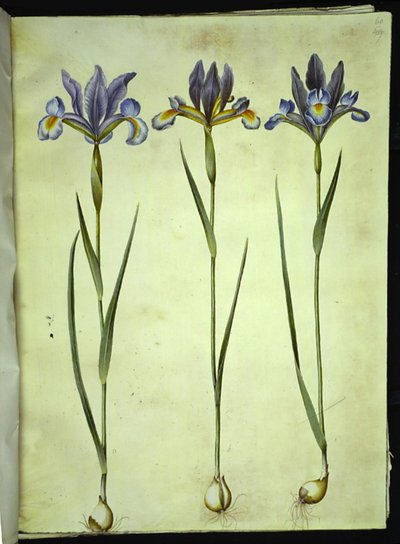 Iris xiphium (íris espanhola) de Hans Simon Holtzbecker