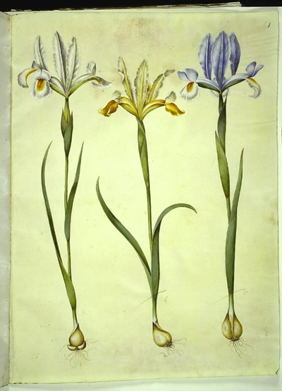 Iris xiphium (íris espanhola) ou Iris latifolia (íris inglesa); Iris xiphium (íris espanhola) de Hans Simon Holtzbecker