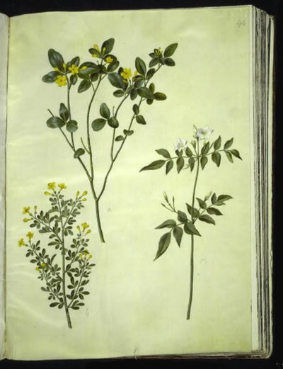 Jasminum odoratissimus (estu-jasmim); Jasmim arbusto (busk-jasmin); Jasminum grandiflorum (duft-jasmin) de Hans Simon Holtzbecker